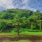 Kingstown (Saint Vincent)