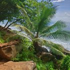 Kingstown (Saint Vincent)