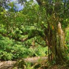 Kingstown (Saint Vincent)