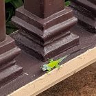 Kingstown (Saint Vincent)