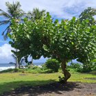 Kingstown (Saint Vincent)